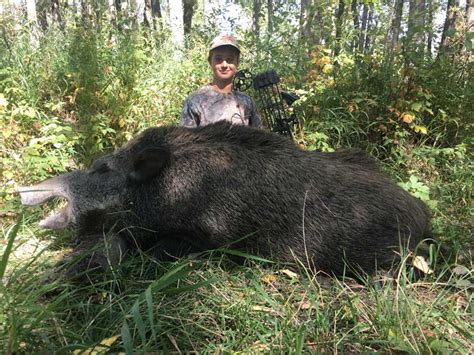 best place to hunt wild hogs cheap